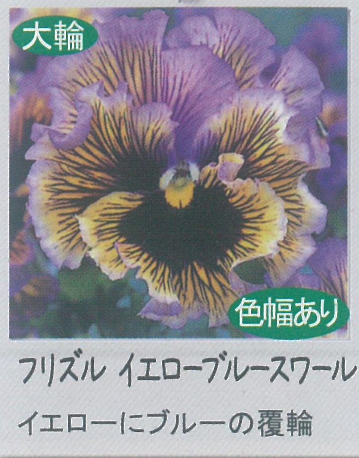 【先行予約商品】【産直】【送料1/2】パンジー　フリズルシズルイエローブルースワール　3.5号24入